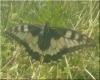 Papilio machaon